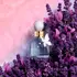 ELLA ELLA FLORA AZURA EDP X50 